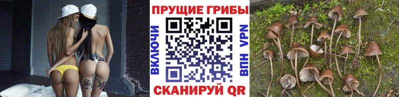 Галлюциногенные грибы прущие грибы  купить наркоту  Бодайбо 